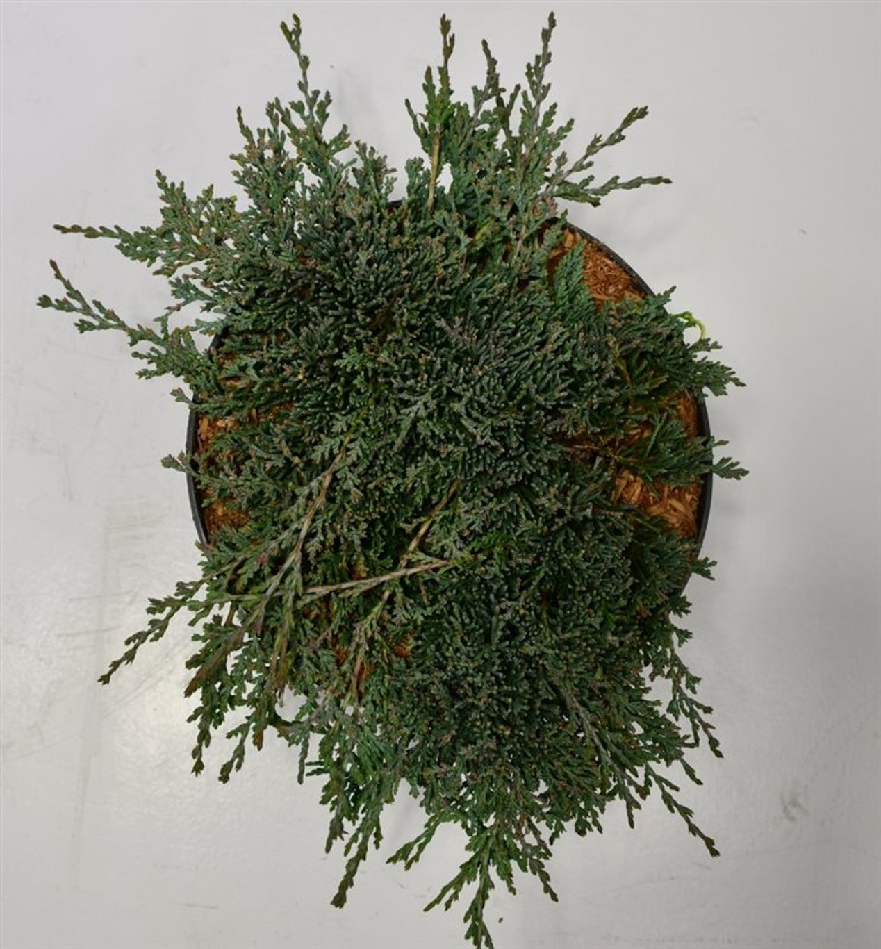 Juniperus h. 'Icee Blue' - C7.5 30-40 CM